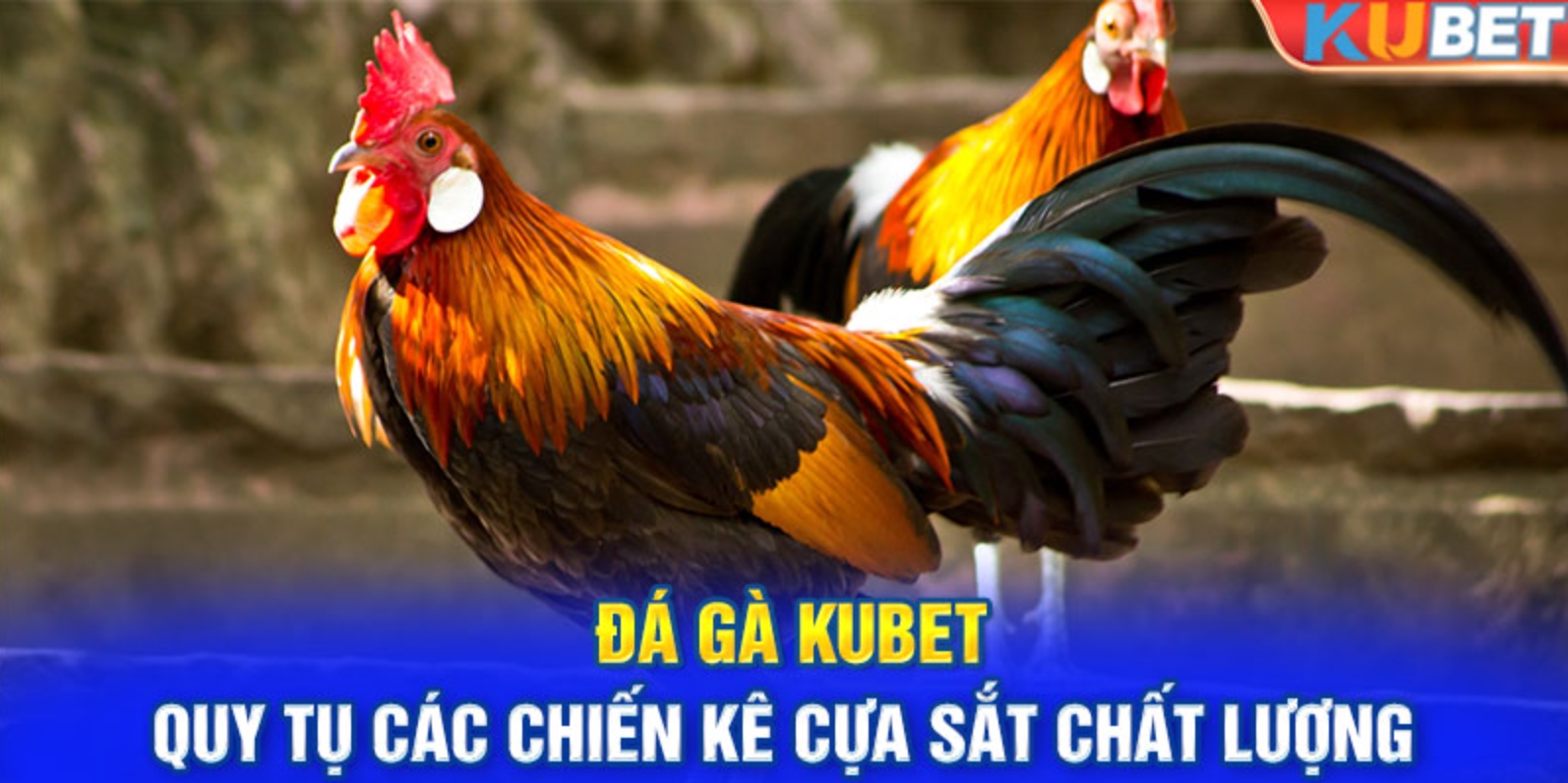 Thao tác tham gia đặt cược tại Đá Gà Kubet