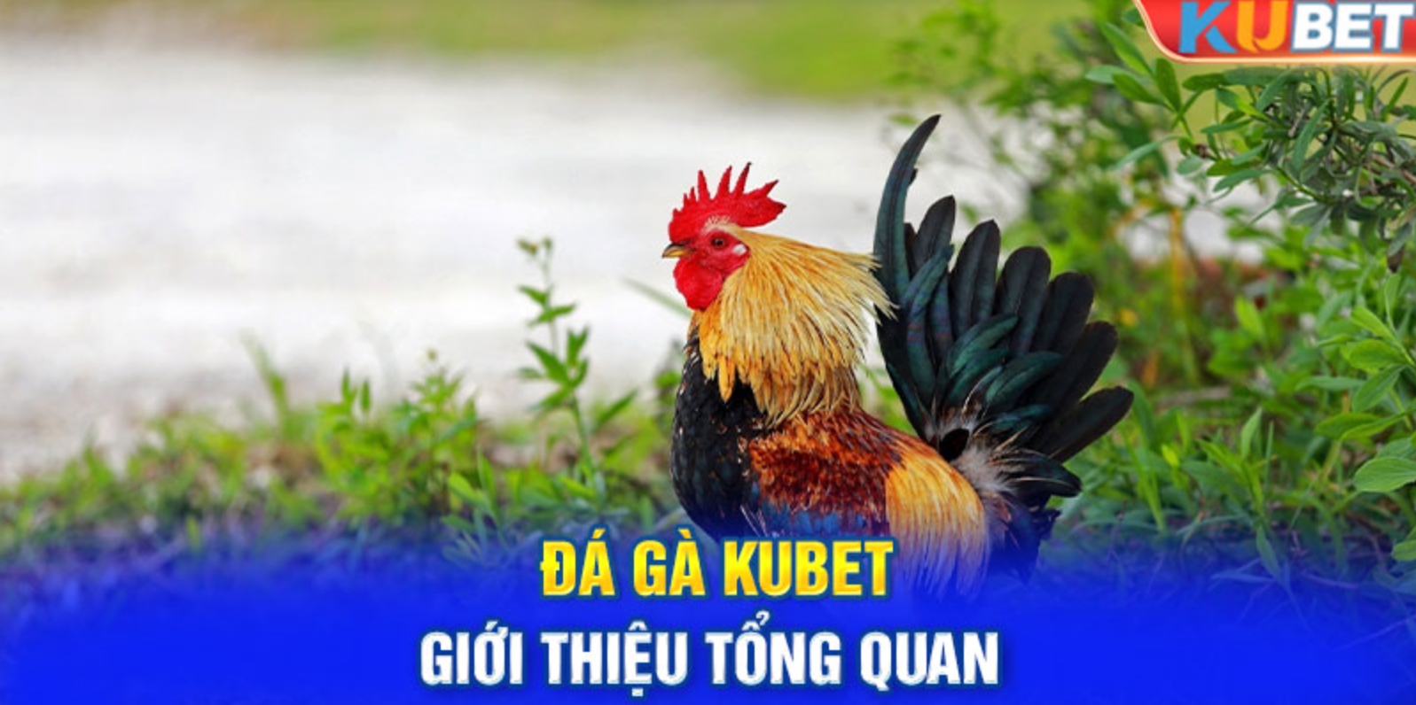 Thông tin về sảnh chơi Đá Gà Kubet